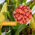 Насіння кукурудзи