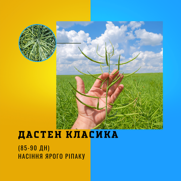 Насіння ярого ріпаку гібрид - ДАСТЕН (КЛАСИКА )  Ранньостиглий  100 ДН.