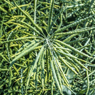Семена гибрида ярового рапса – ДАСТЕН, под классическую технологию - 100 ДН.